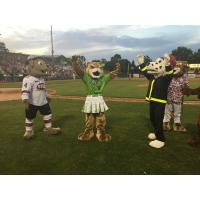 Kane County Cougars New Female Mascot Annie T. Cougar
